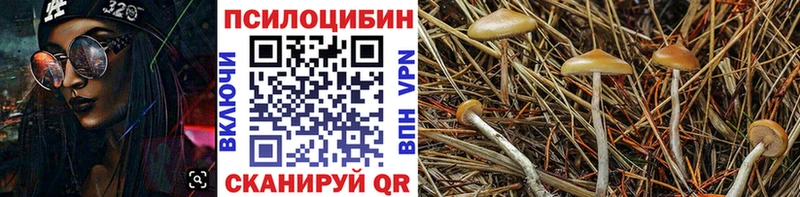Псилоцибиновые грибы мицелий Сковородино